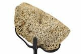 Fossil Hadrosaur Vertebra Section w/ Metal Stand - South Dakota #339874-2
